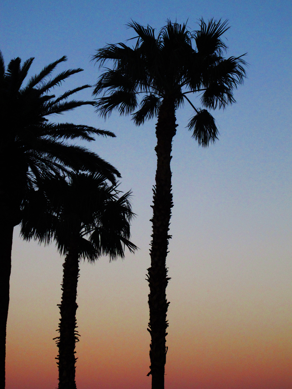 Las Vegas sunset palms