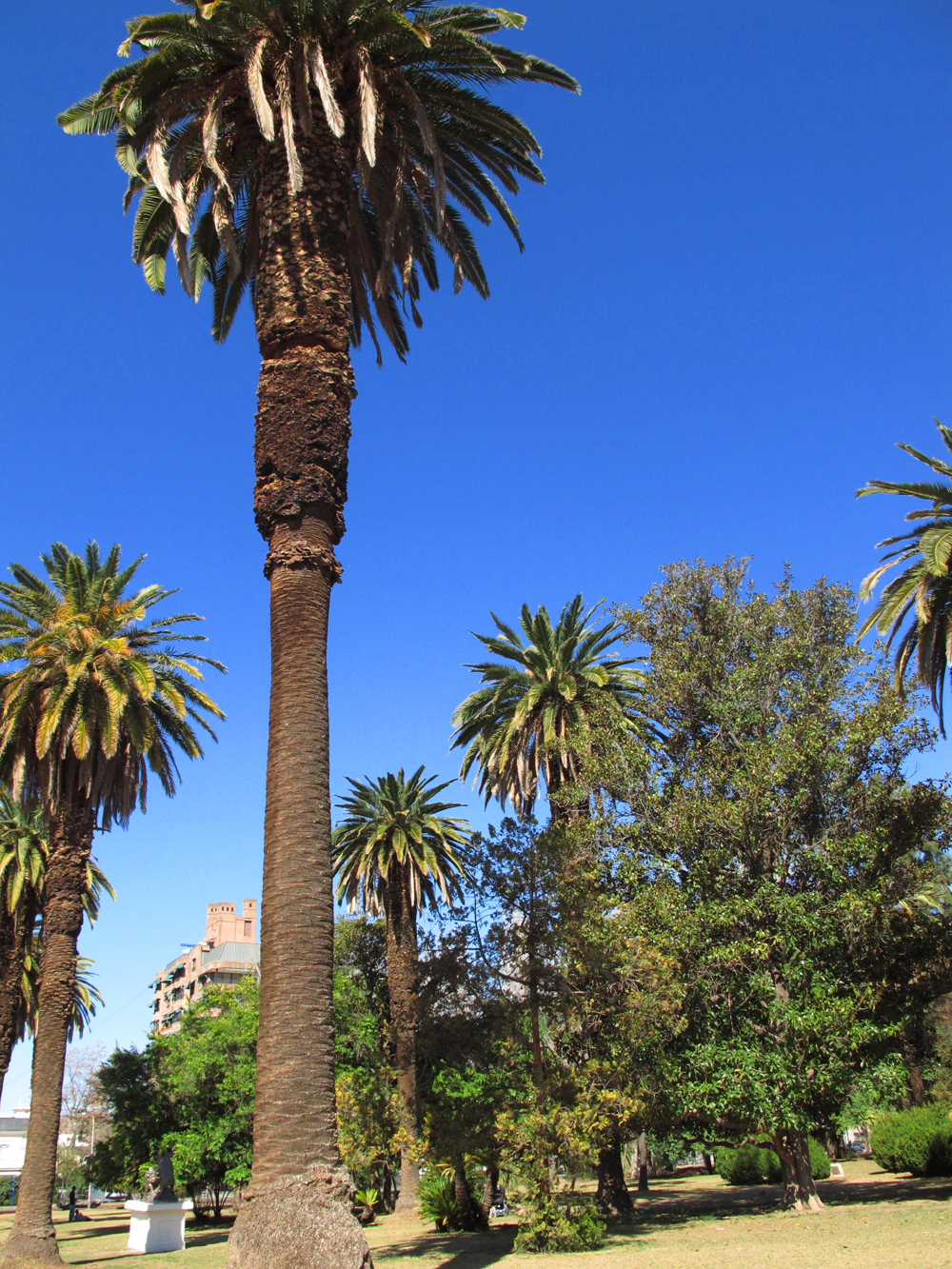 Mendoza, Argentina palm trees