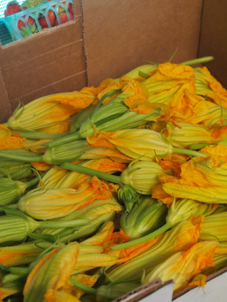 Napa Valley squash blossoms, California Napa Valley squash blossoms, California