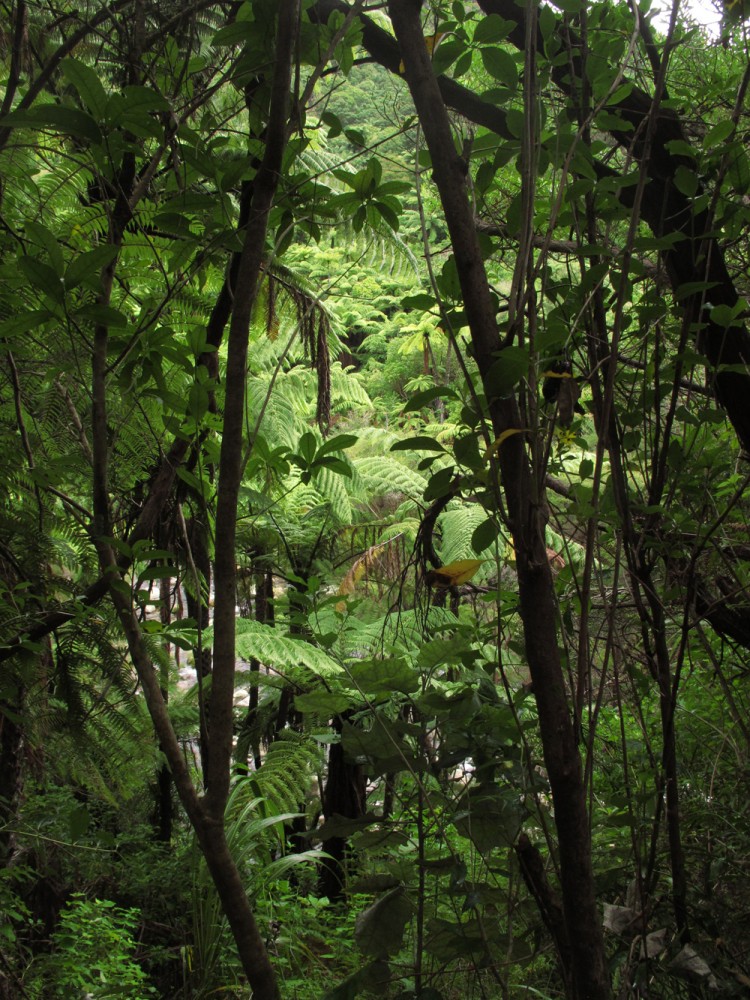 New Zealand fern palms at Wainui Falls New Zealand fern palms at Wainui Falls