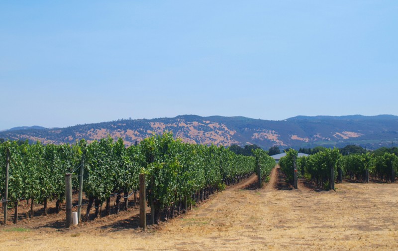 Vineyards in Oakville, California Vineyards in Oakville, California