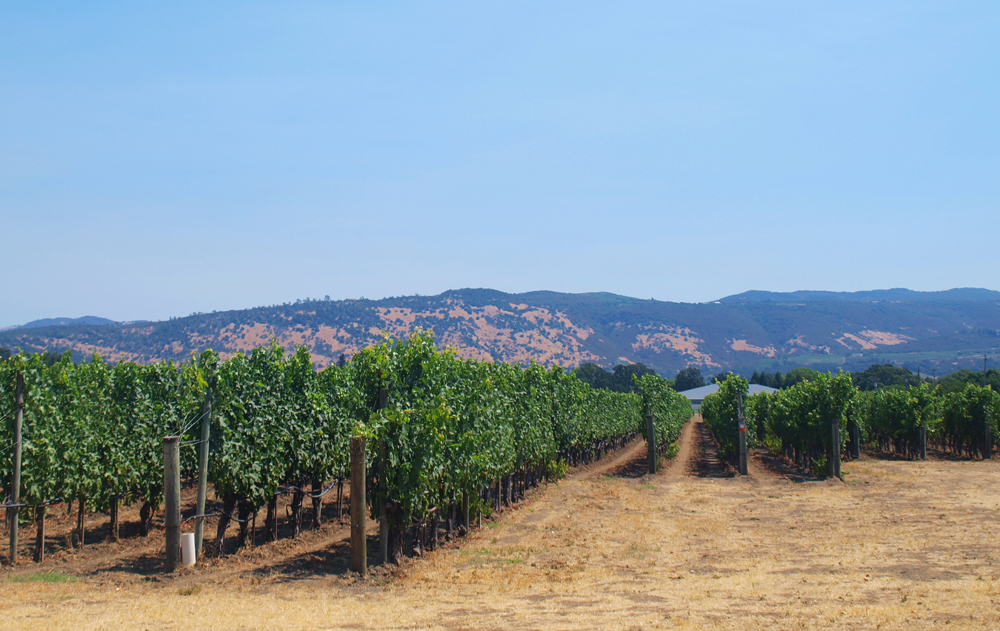Vineyards in Oakville, California