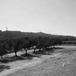 Orchards and grapevines, Napa Valley, California