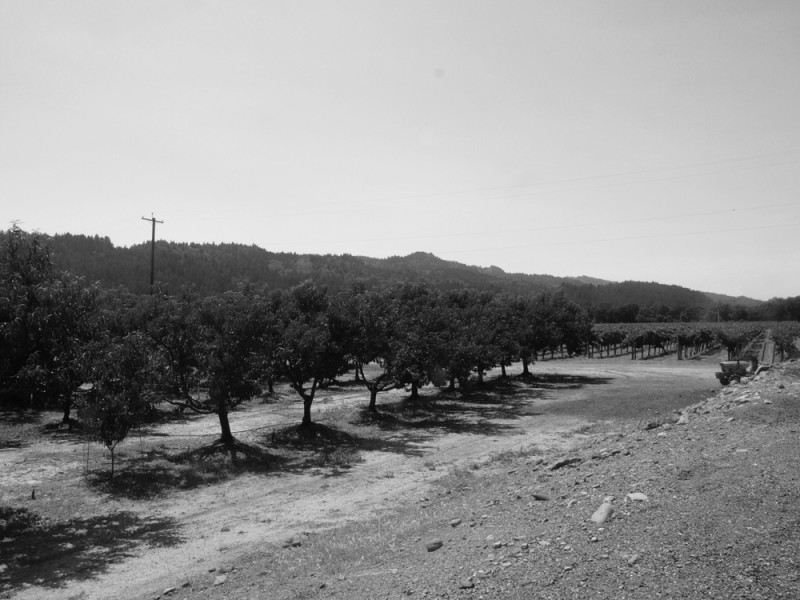 Orchards and grapevines, Napa Valley, California Orchards and grapevines, Napa Valley, California