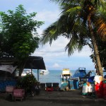 Appreciating Palm Trees