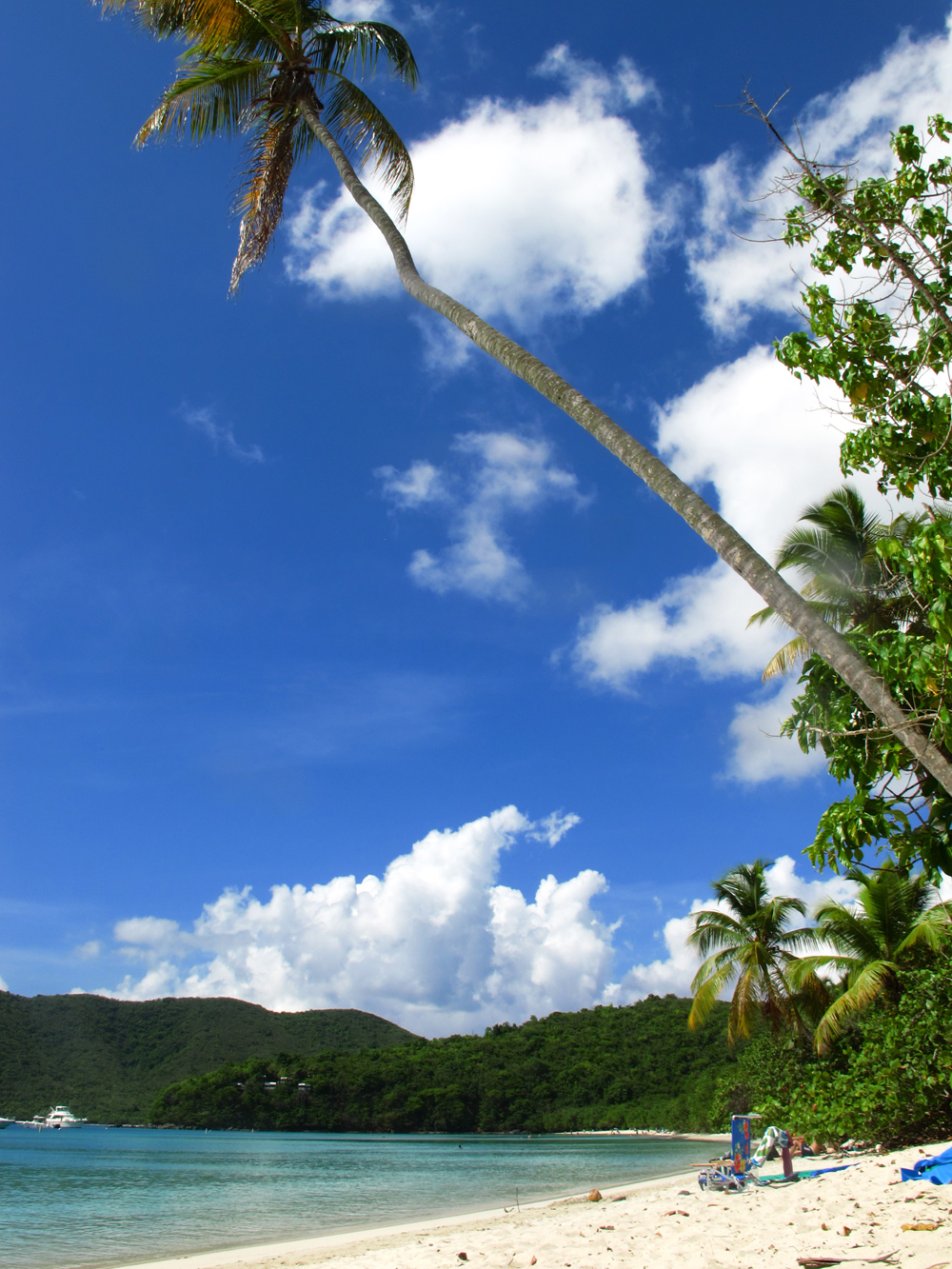 Palms on Maho Bay, St John