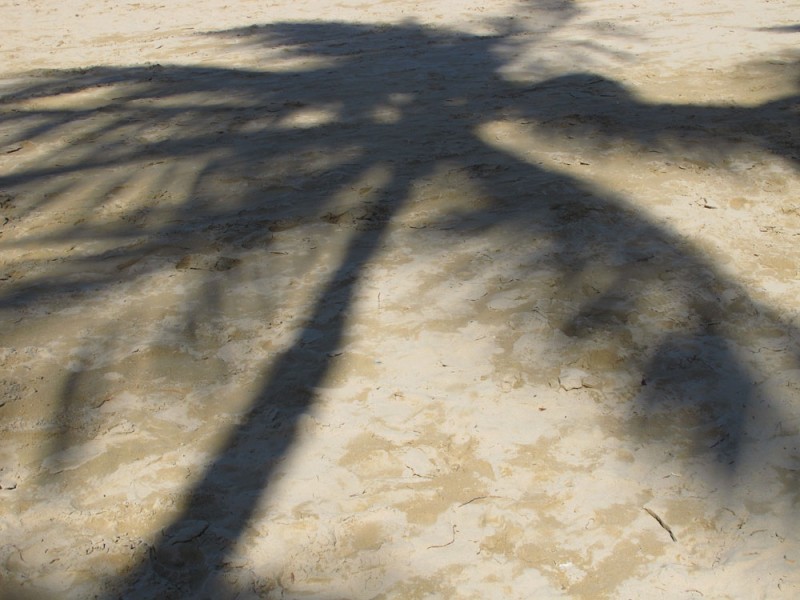 Shadow of a Puerto Rican palm tree Shadow of a Puerto Rican palm tree