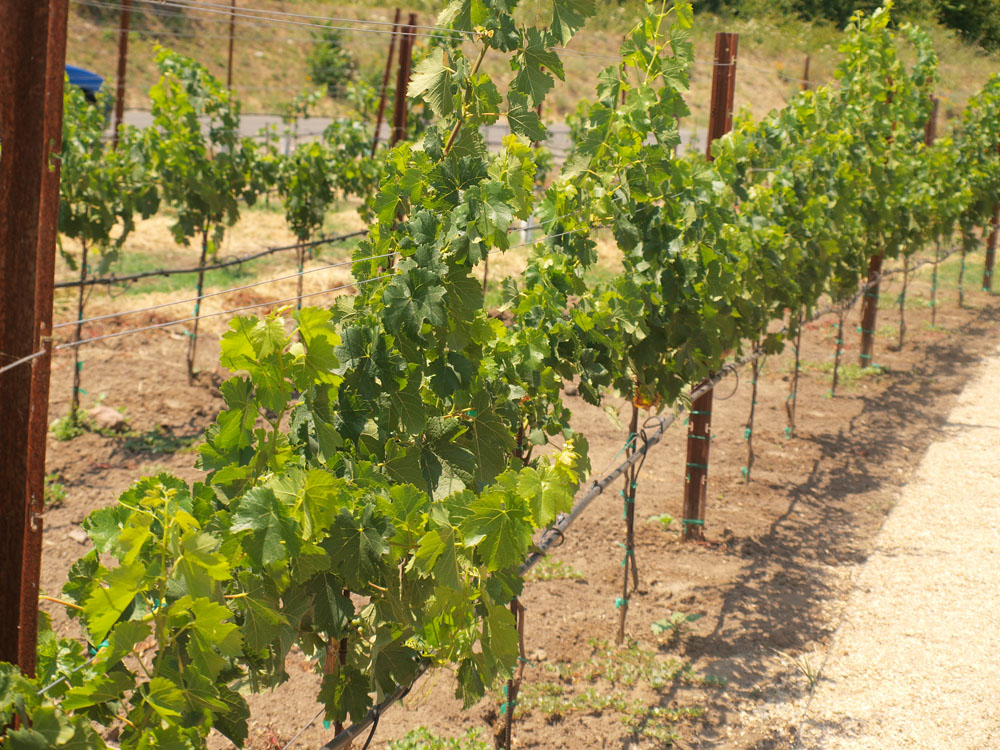 Young Duckhorn Grapevines