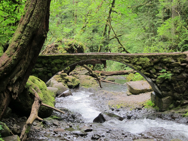 Forest view in Oregon