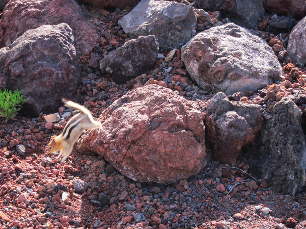 Squirrel on the rocks