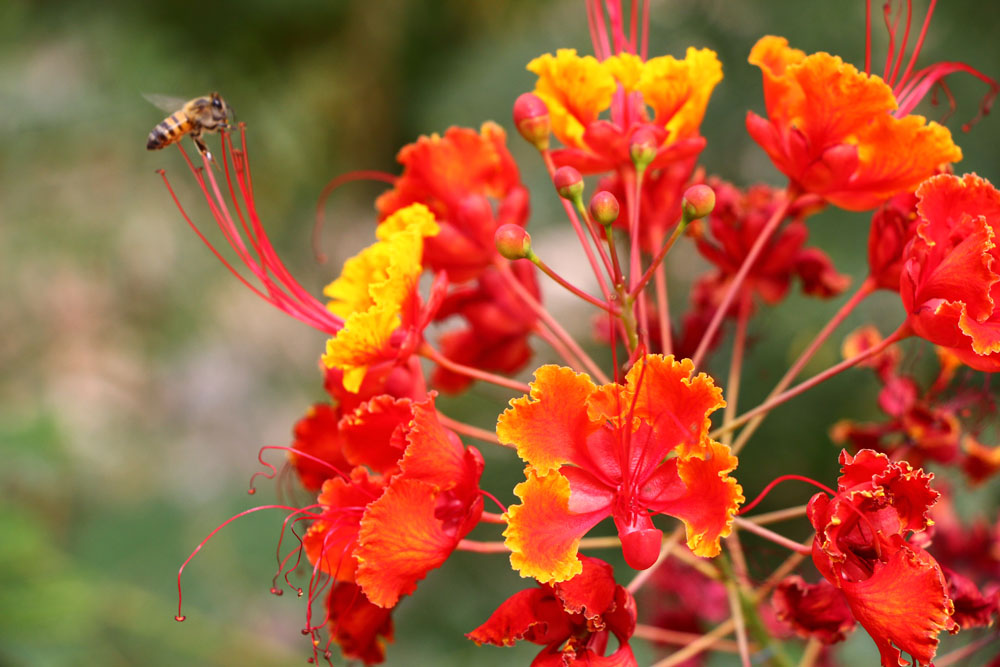 Orange desert flower and a bee, Arizona