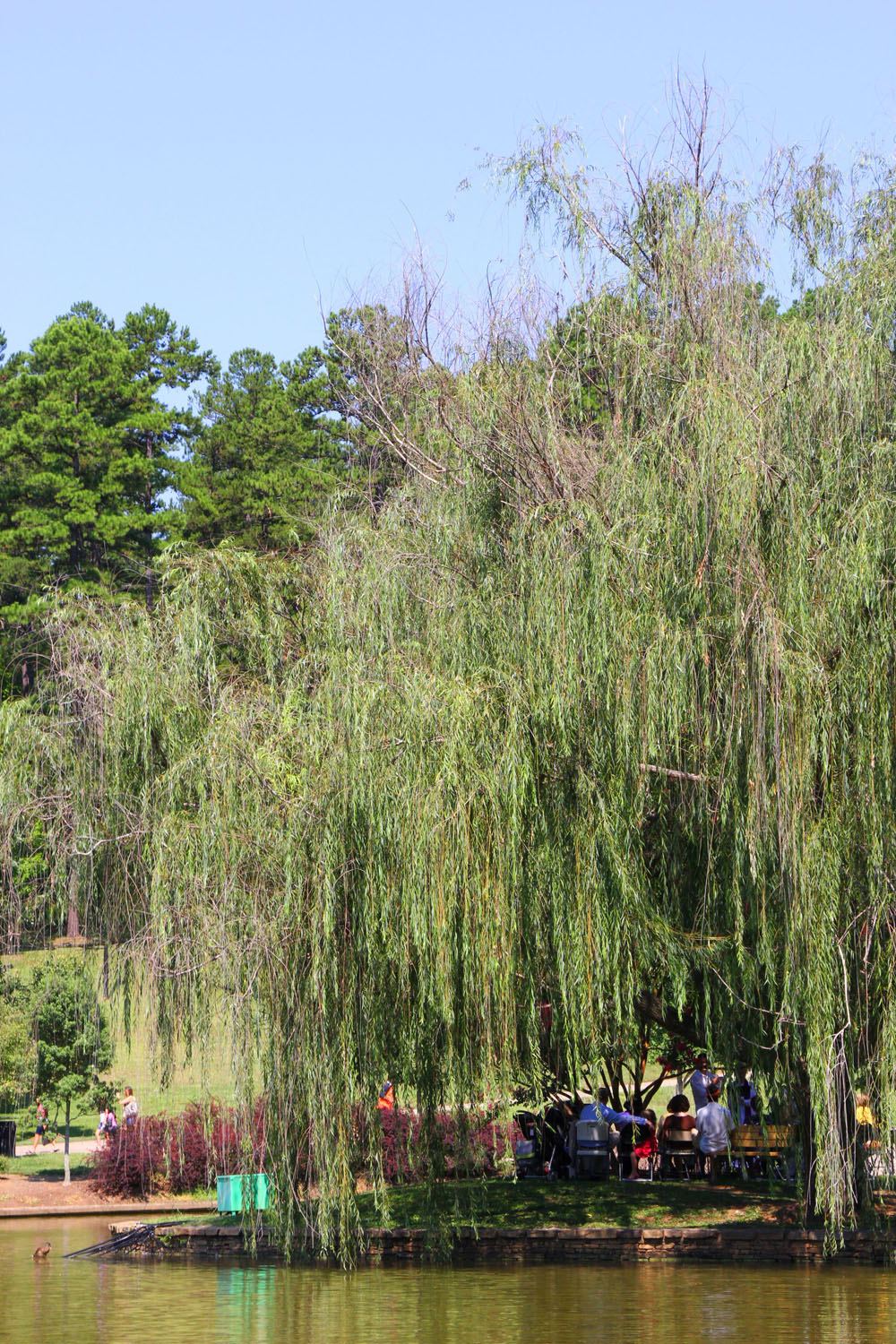 Willow tree in Charlotte