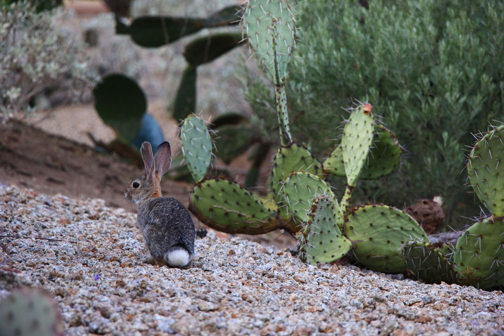 Jackrabbit from the back, Scottsdale Arizona