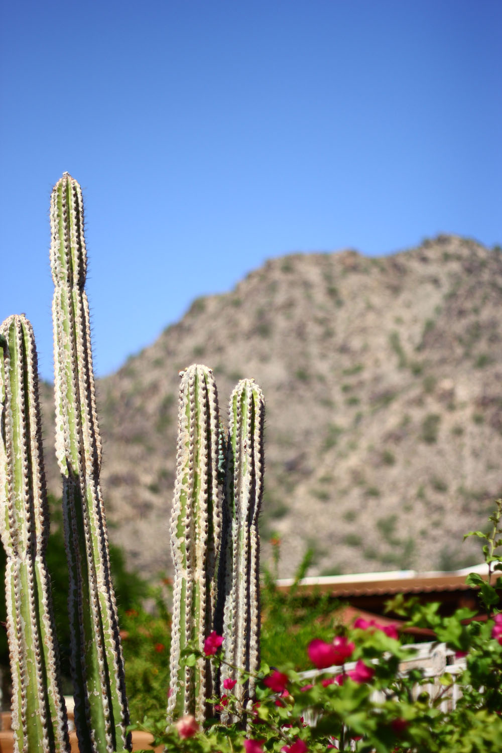 Cacti like swords, Scottsdale, Arizona