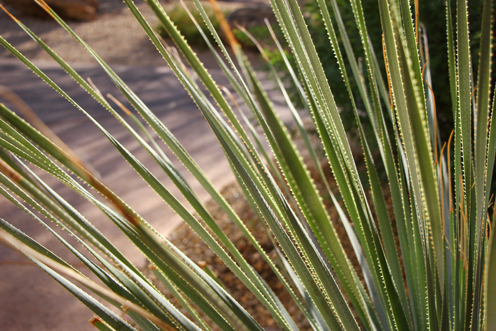 Desert aloe, Scottsdale Arizona