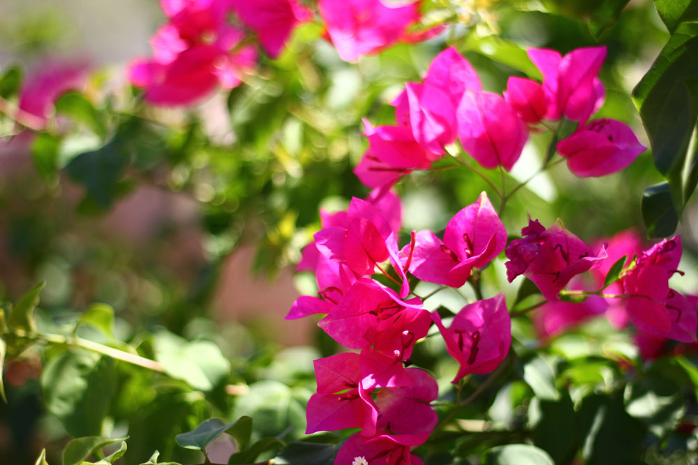 Desert bougainvillea, Scottsdale Arizona