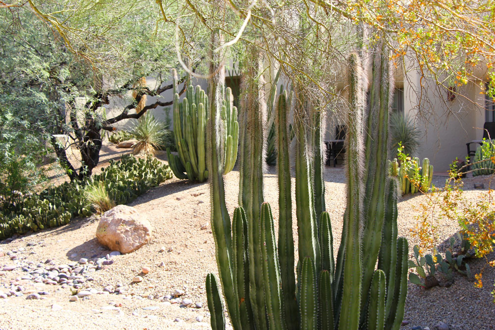 Desert cacti, Scottsdale, Arizona