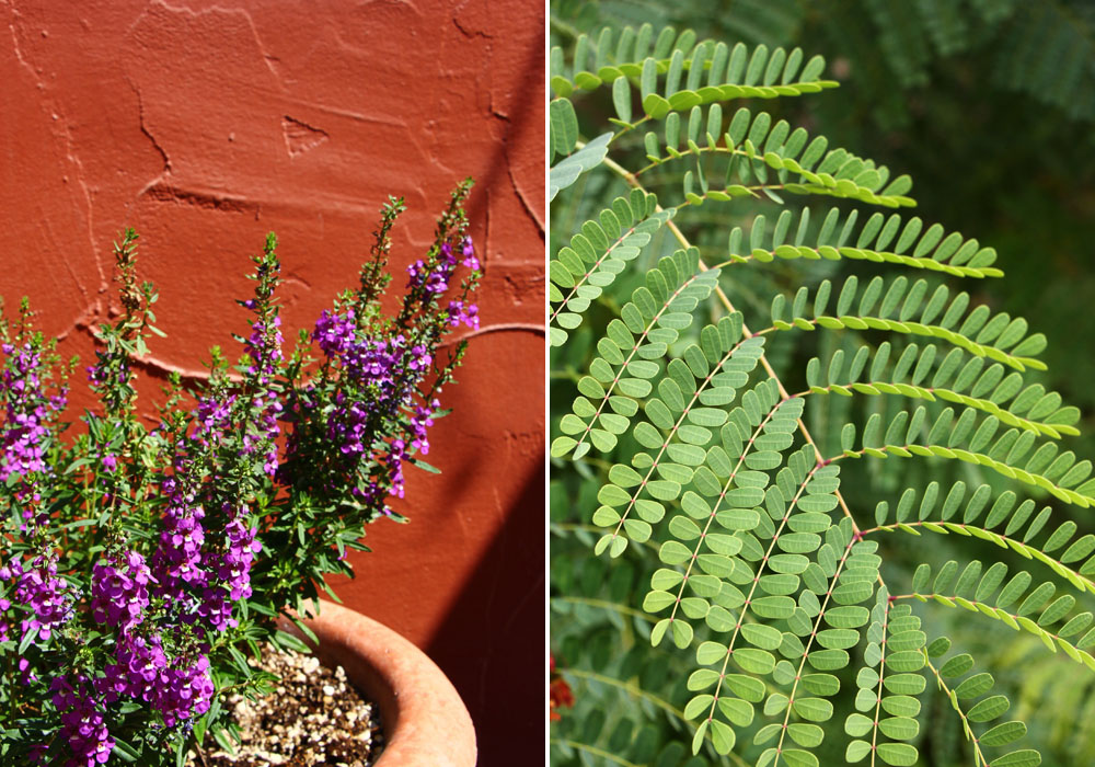 Flowers and leaves, Scottsdale, Arizona