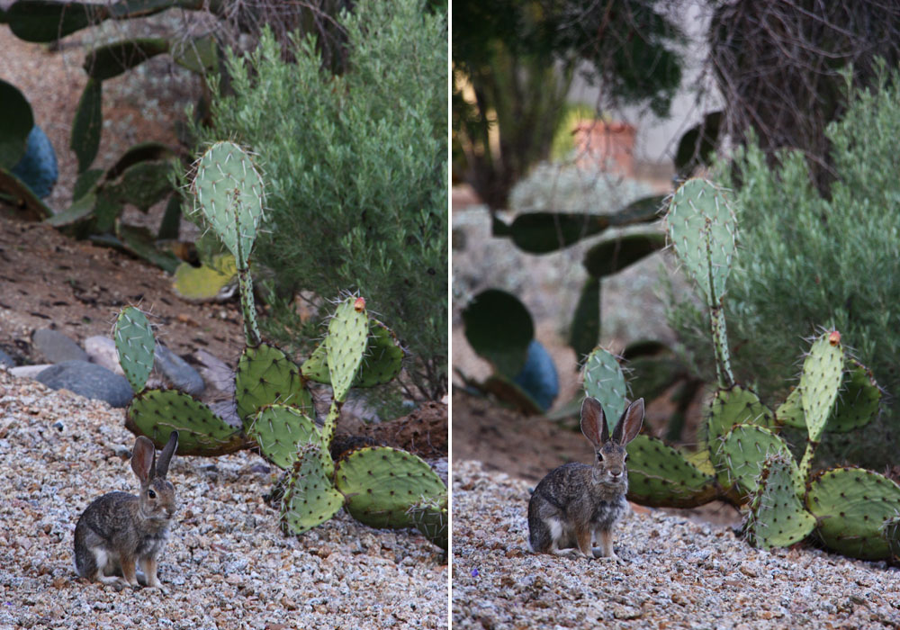 Night bunny in Scottsdale, Arizona