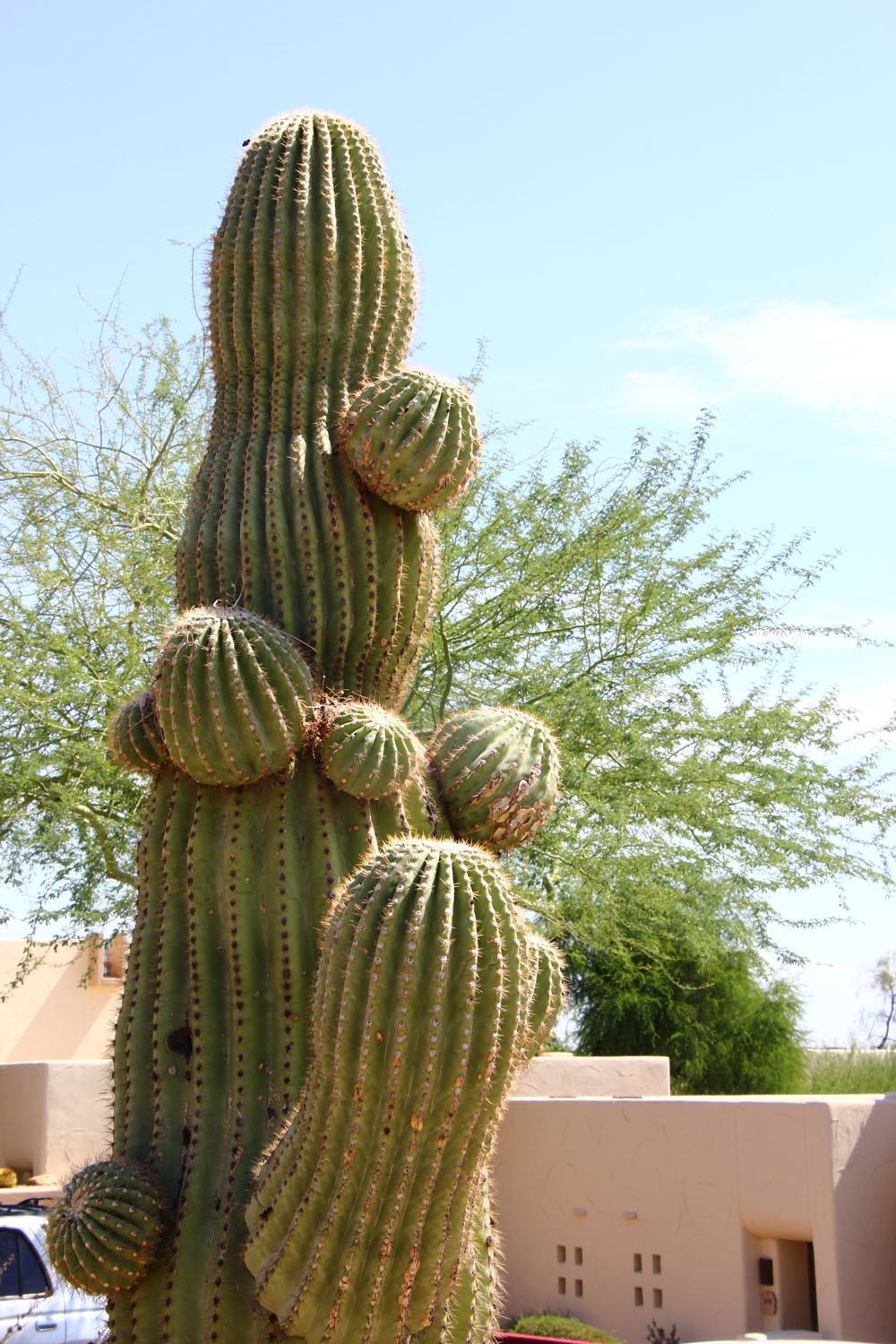 Knobby Saguaro, Scottsdale Arizona