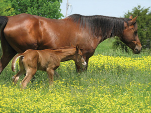 Hungarian-Horses-carol-atkins