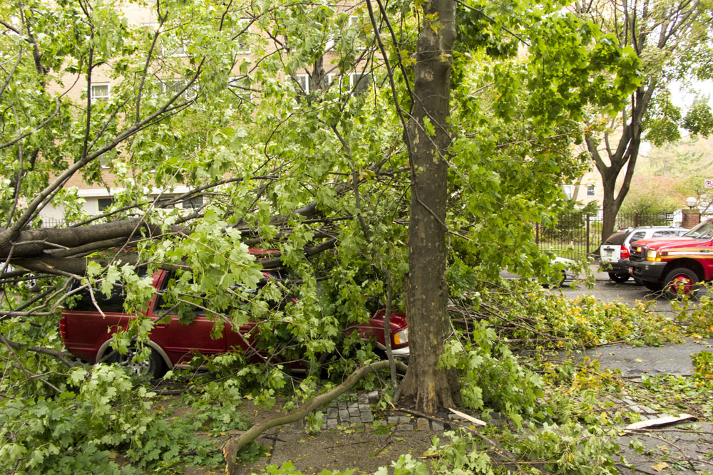 Tree on a car, Fort Greene