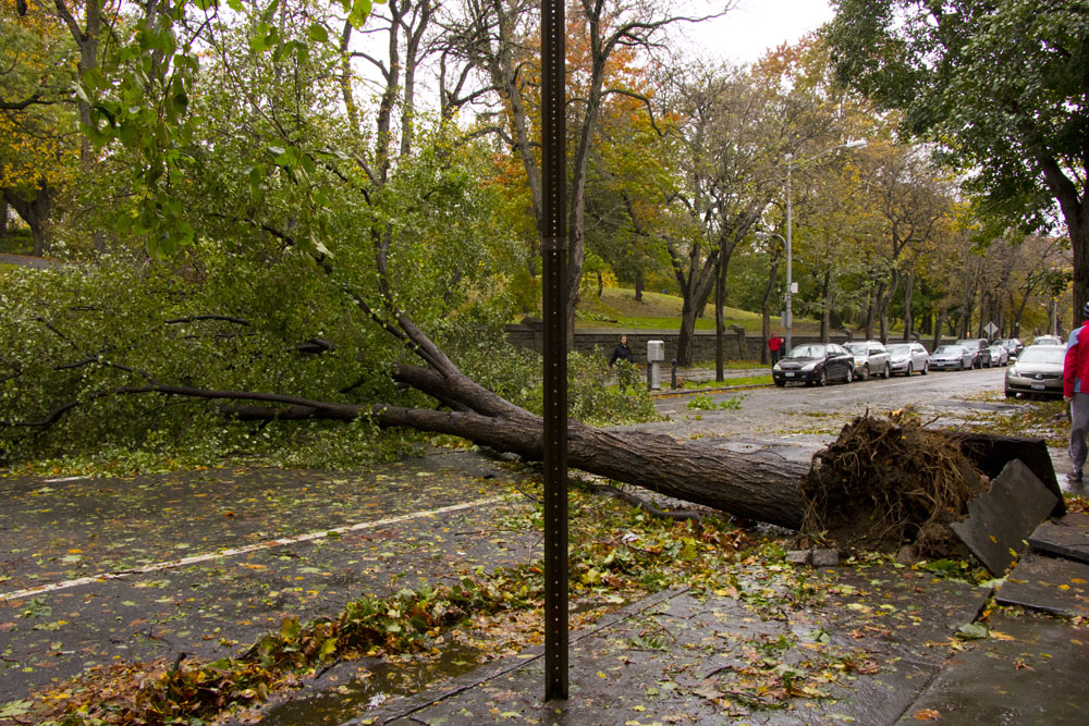 tree-on-washington-park-brooklyn