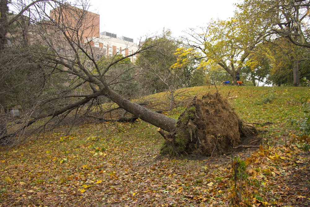 Tree roots, Fort Greene