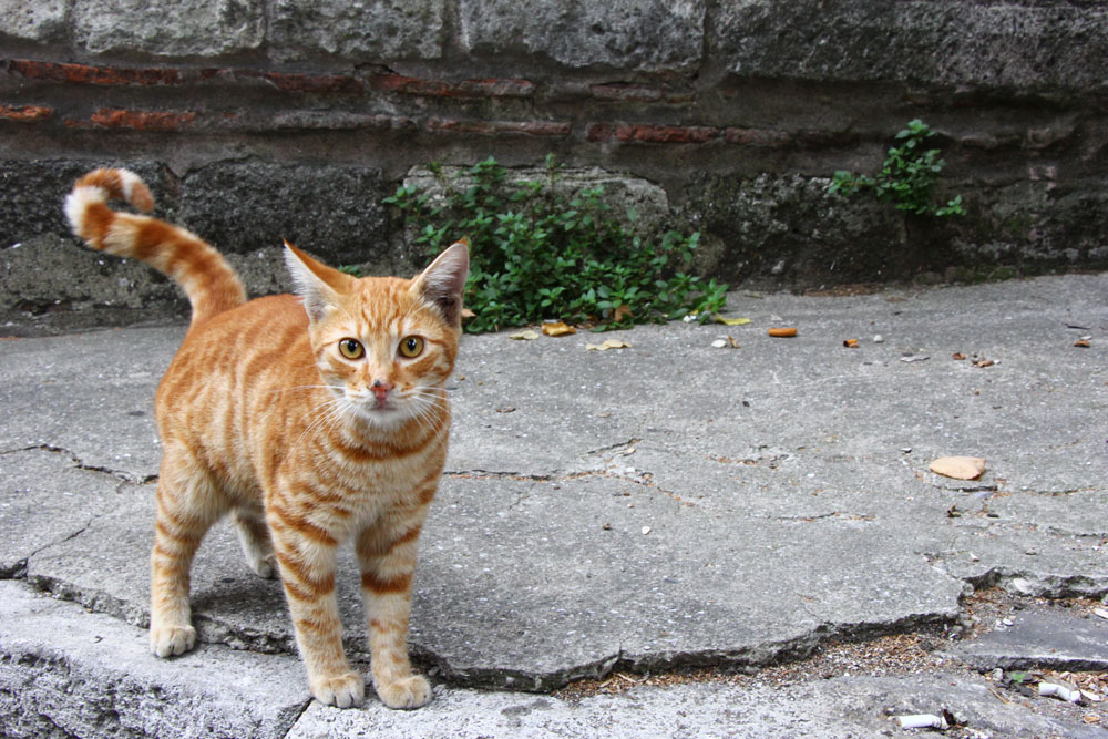 City cat in Istanbul