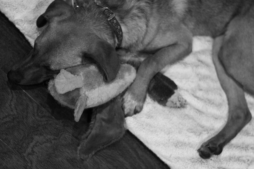 Bodie and Duckie sleeping, from above