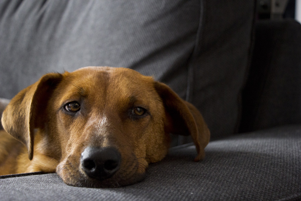 Bodie on the couch arm