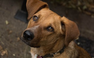 Bodie upward headshot