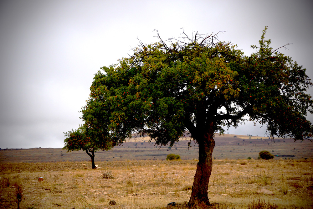 Lonely tree | Cappadocia, Turkey