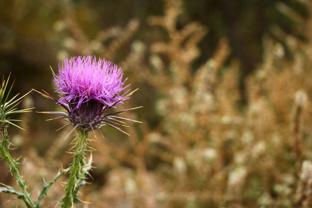 Purple thistle in Soganli | Cappadocia, Turkey