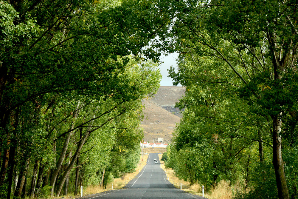 Tree lined road from Sognali | Cappadocia, Turkey