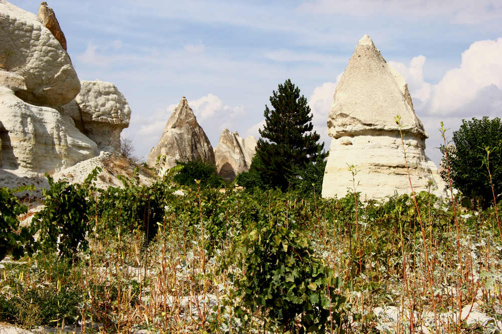 Vineyards | Love Valley Cappadocia, Turkey