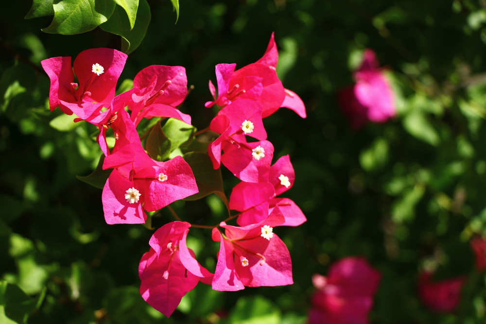 Bougainvillea at hte Camelback Inn | Scottsdale, Arizona