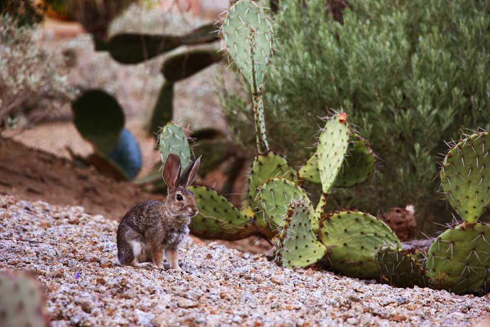 Early morning jackrabbit at the Camelback Inn | Scottsdale, Arizona
