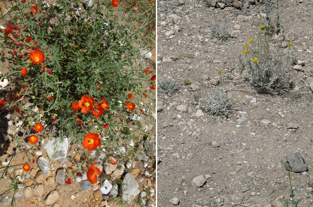 Flowers | Red Rock Canyon, Nevada