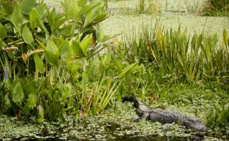 Patient gator at the Wakodahatchee Wetlands | Florida