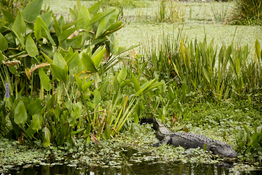Patient gator at the Wakodahatchee Wetlands | Florida