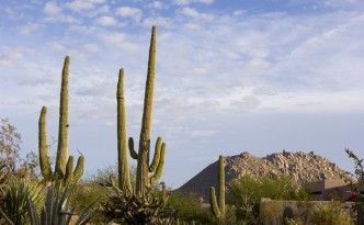 Saguaros at sunset, Four Seasons | Scottsdale, Arizona