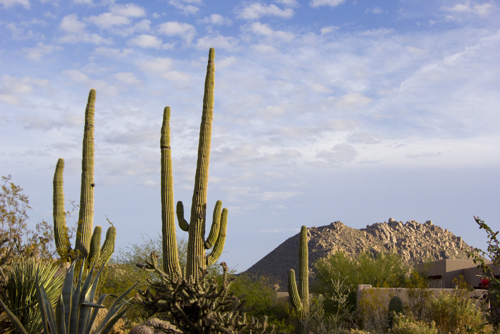 Saguaros at sunset, Four Seasons | Scottsdale, Arizona