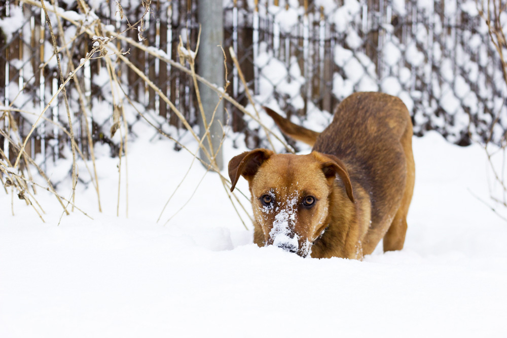 bodie-backyard-hunting-brooklyn