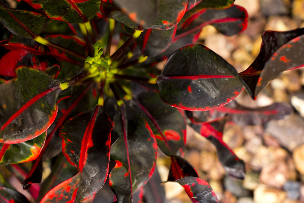 Color block plant | Florida