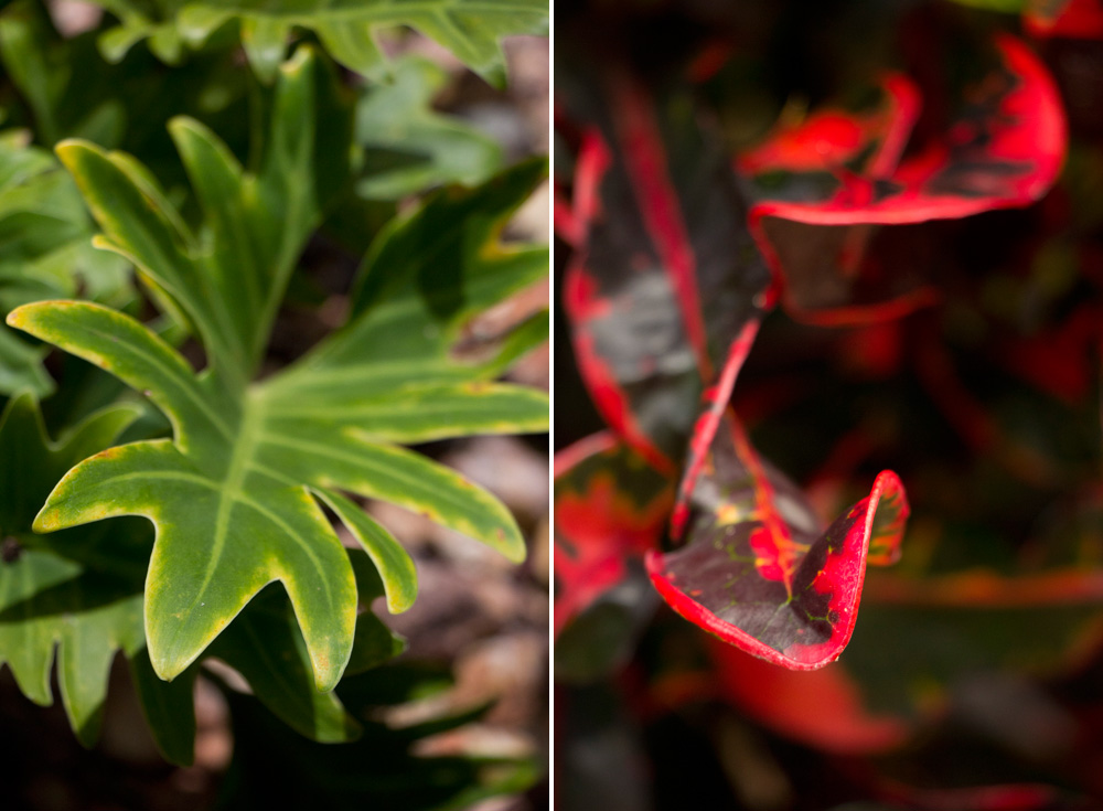 Green and red leaves | Florida