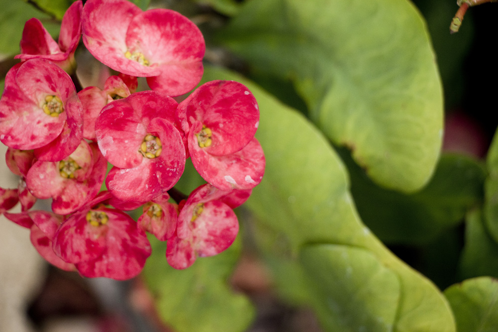 Pink crown of thorns | Florida