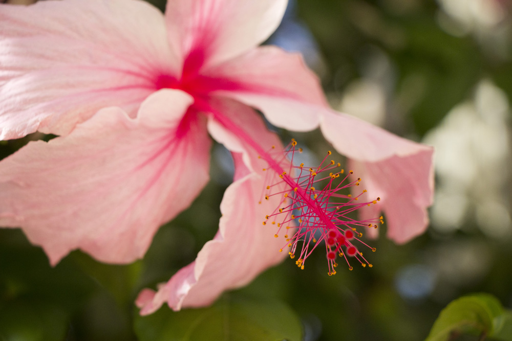 Pink hibiscus flower | Florida