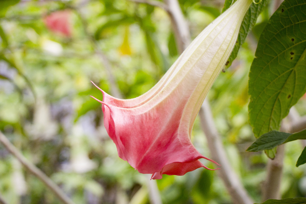 Pink trumpet flower | Florida