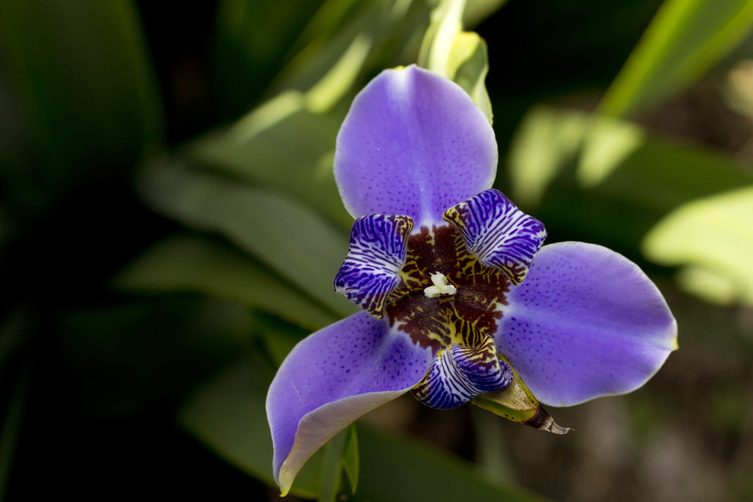 Purple iris | Delray beach, Florida